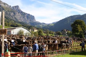 210923_Viehschau_Muotathal 173